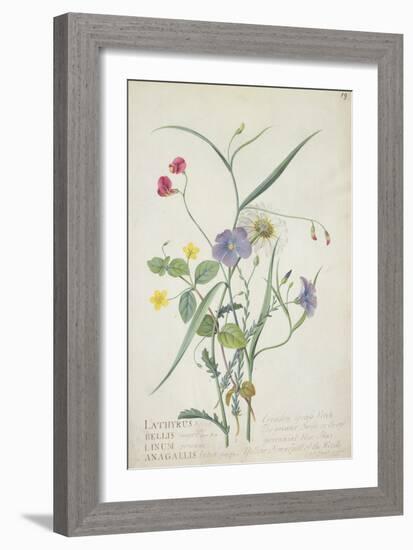 Lathyrus Nissolia, Chrysanthemum Leucanthemum, Linum Perenne, Lysimackia Nemorum, 1767-Georg Dionysius Ehret-Framed Giclee Print