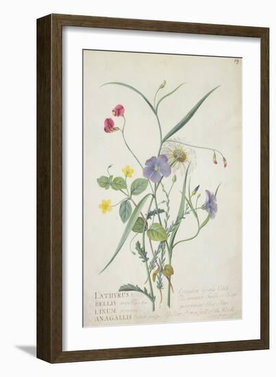 Lathyrus Nissolia, Chrysanthemum Leucanthemum, Linum Perenne, Lysimackia Nemorum, 1767-Georg Dionysius Ehret-Framed Giclee Print