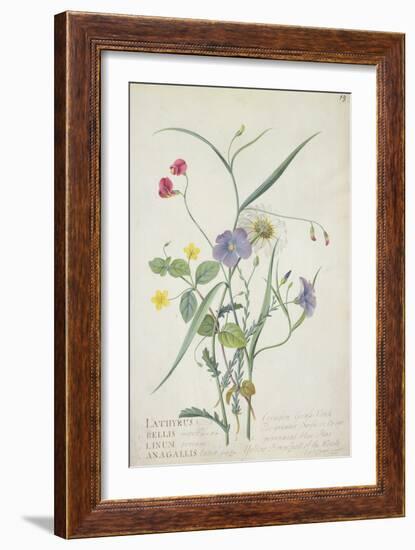 Lathyrus Nissolia, Chrysanthemum Leucanthemum, Linum Perenne, Lysimackia Nemorum, 1767-Georg Dionysius Ehret-Framed Giclee Print