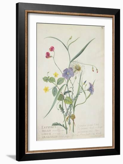 Lathyrus Nissolia, Chrysanthemum Leucanthemum, Linum Perenne, Lysimackia Nemorum, 1767-Georg Dionysius Ehret-Framed Giclee Print