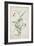 Lathyrus Nissolia, Chrysanthemum Leucanthemum, Linum Perenne, Lysimackia Nemorum, 1767-Georg Dionysius Ehret-Framed Giclee Print