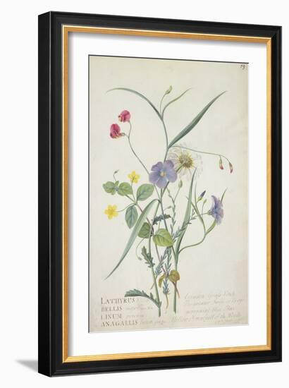 Lathyrus Nissolia, Chrysanthemum Leucanthemum, Linum Perenne, Lysimackia Nemorum, 1767-Georg Dionysius Ehret-Framed Giclee Print