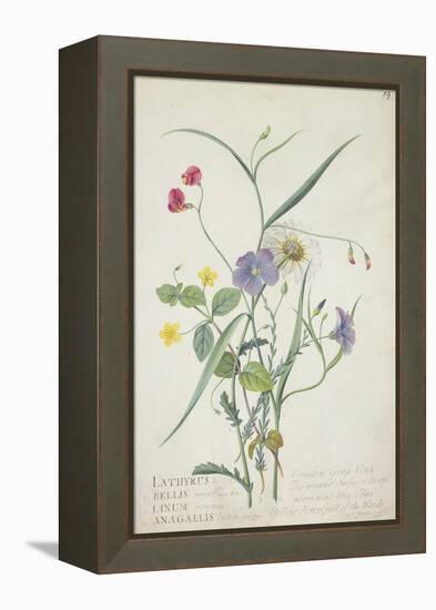 Lathyrus Nissolia, Chrysanthemum Leucanthemum, Linum Perenne, Lysimackia Nemorum, 1767-Georg Dionysius Ehret-Framed Premier Image Canvas