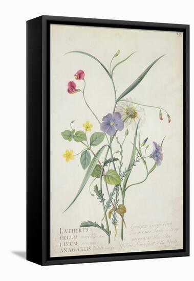 Lathyrus Nissolia, Chrysanthemum Leucanthemum, Linum Perenne, Lysimackia Nemorum, 1767-Georg Dionysius Ehret-Framed Premier Image Canvas