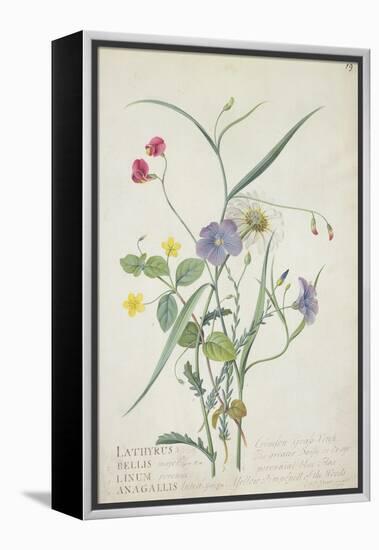 Lathyrus Nissolia, Chrysanthemum Leucanthemum, Linum Perenne, Lysimackia Nemorum, 1767-Georg Dionysius Ehret-Framed Premier Image Canvas