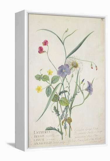 Lathyrus Nissolia, Chrysanthemum Leucanthemum, Linum Perenne, Lysimackia Nemorum, 1767-Georg Dionysius Ehret-Framed Premier Image Canvas