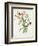 Lathyrus Odoratus-Matilda Conyers-Framed Giclee Print