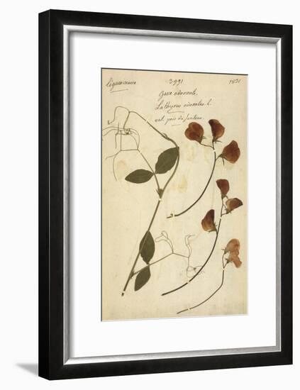 Lathyrus-null-Framed Giclee Print