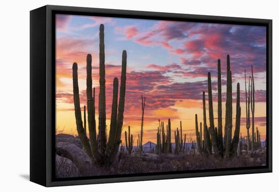 Latin America, Mexico, Baja California, sunrise near Catavinia-Christian Heeb-Framed Premier Image Canvas