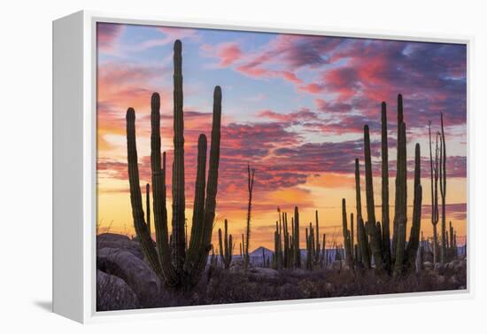 Latin America, Mexico, Baja California, sunrise near Catavinia-Christian Heeb-Framed Premier Image Canvas