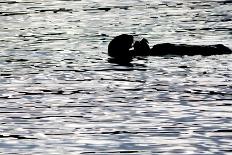 Black Lite Otter Eating Crab-Latitude 59 LLP-Framed Photographic Print