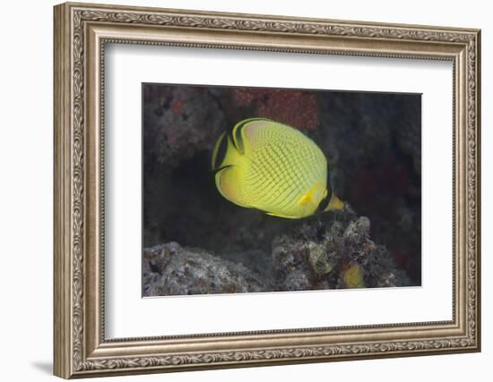 Latticed Buterflyfish, Fiji-Stocktrek Images-Framed Premium Photographic Print