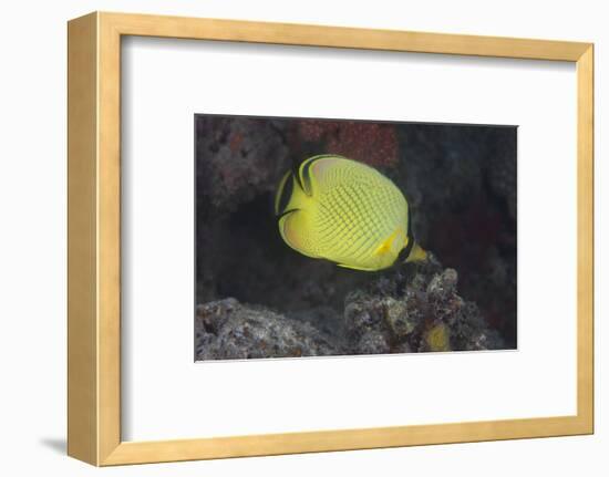 Latticed Buterflyfish, Fiji-Stocktrek Images-Framed Premium Photographic Print