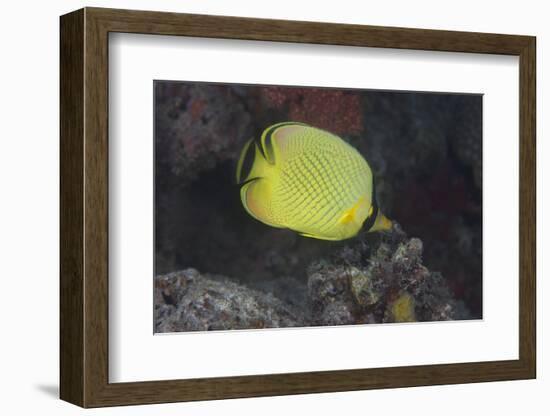 Latticed Buterflyfish, Fiji-Stocktrek Images-Framed Photographic Print