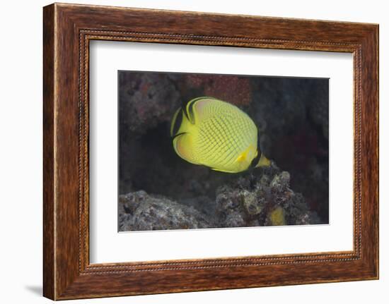 Latticed Buterflyfish, Fiji-Stocktrek Images-Framed Photographic Print