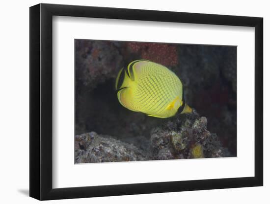 Latticed Buterflyfish, Fiji-Stocktrek Images-Framed Photographic Print