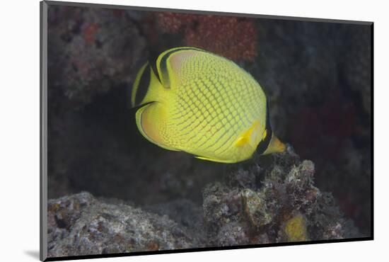 Latticed Buterflyfish, Fiji-Stocktrek Images-Mounted Photographic Print