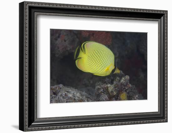 Latticed Buterflyfish, Fiji-Stocktrek Images-Framed Photographic Print