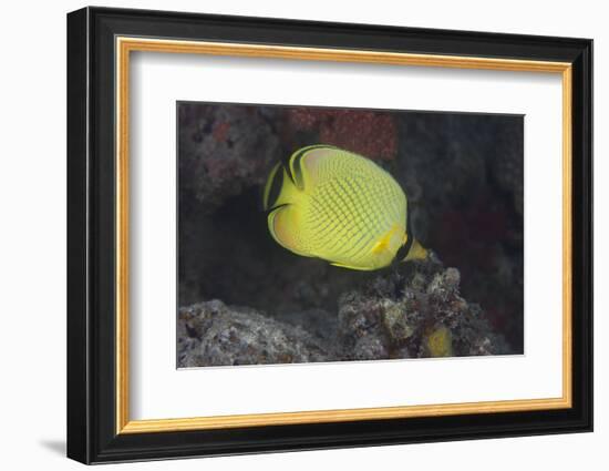 Latticed Buterflyfish, Fiji-Stocktrek Images-Framed Photographic Print