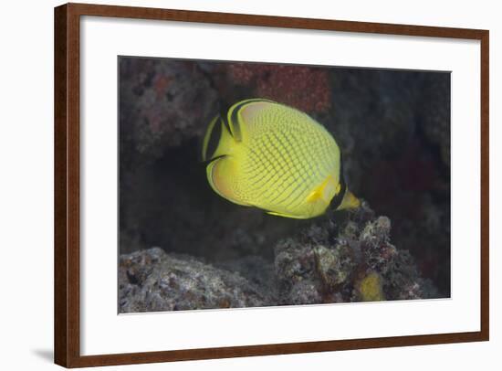 Latticed Buterflyfish, Fiji-Stocktrek Images-Framed Photographic Print