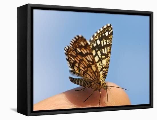 Latticed Heath, Chiasmia Clathrata, Fingertip-Harald Kroiss-Framed Premier Image Canvas