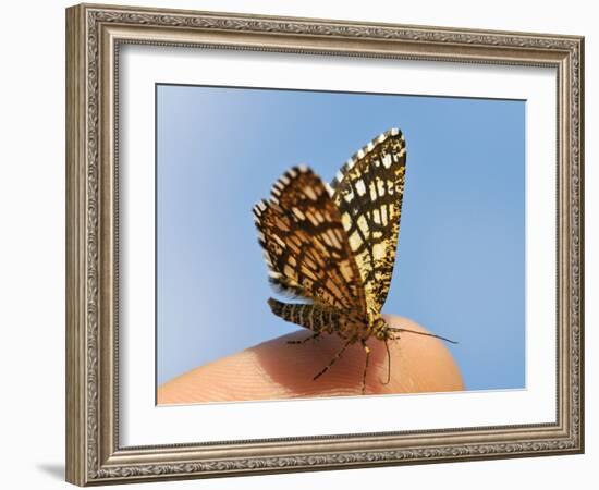 Latticed Heath, Chiasmia Clathrata, Fingertip-Harald Kroiss-Framed Photographic Print