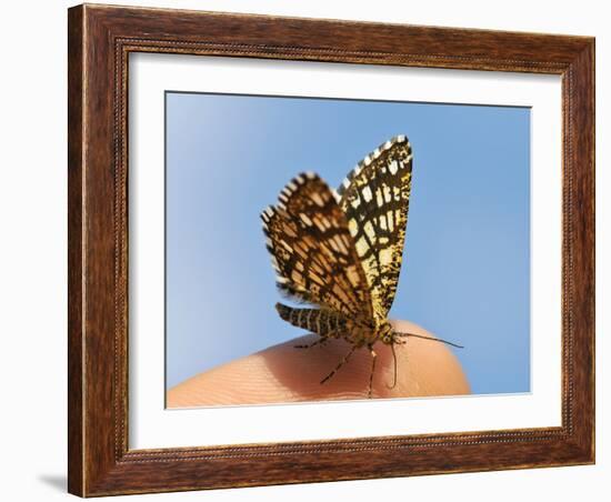 Latticed Heath, Chiasmia Clathrata, Fingertip-Harald Kroiss-Framed Photographic Print