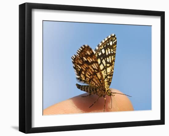 Latticed Heath, Chiasmia Clathrata, Fingertip-Harald Kroiss-Framed Photographic Print