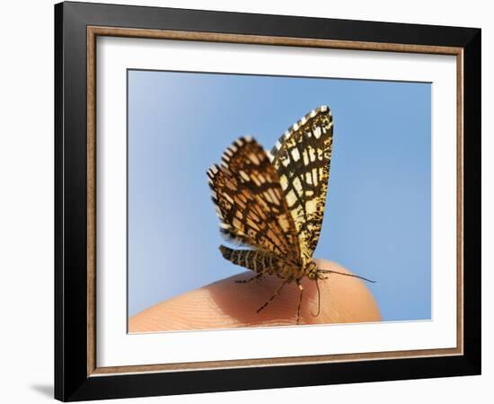 Latticed Heath, Chiasmia Clathrata, Fingertip-Harald Kroiss-Framed Photographic Print