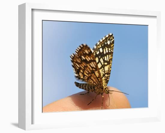 Latticed Heath, Chiasmia Clathrata, Fingertip-Harald Kroiss-Framed Photographic Print