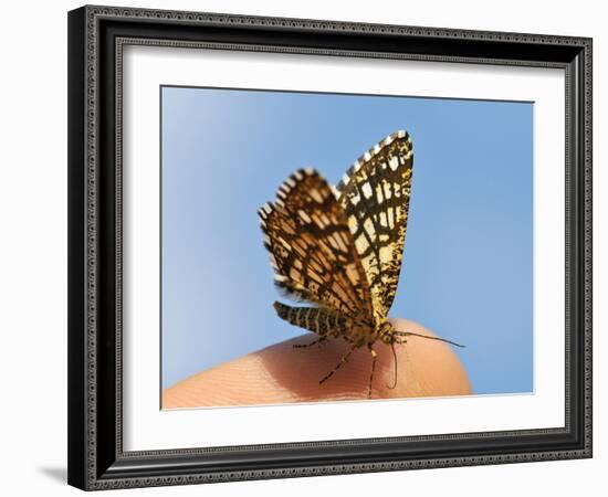 Latticed Heath, Chiasmia Clathrata, Fingertip-Harald Kroiss-Framed Photographic Print