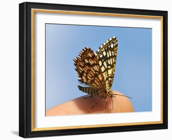 Latticed Heath, Chiasmia Clathrata, Fingertip-Harald Kroiss-Framed Photographic Print