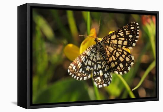 Latticed Heath, Chiasmia Clathrata, Flower, Yellow-Harald Kroiss-Framed Premier Image Canvas