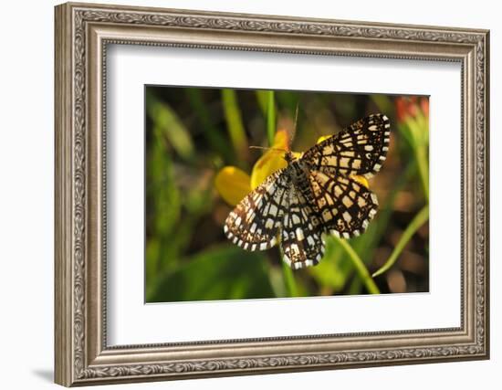 Latticed Heath, Chiasmia Clathrata, Flower, Yellow-Harald Kroiss-Framed Photographic Print