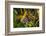 Latticed Heath, Chiasmia Clathrata, Flower, Yellow-Harald Kroiss-Framed Photographic Print