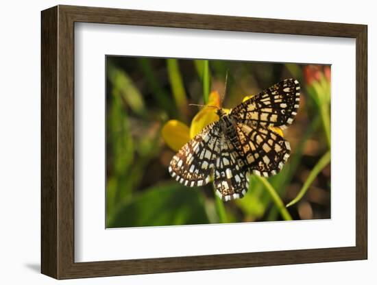 Latticed Heath, Chiasmia Clathrata, Flower, Yellow-Harald Kroiss-Framed Photographic Print