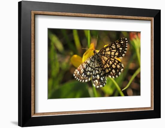 Latticed Heath, Chiasmia Clathrata, Flower, Yellow-Harald Kroiss-Framed Photographic Print