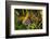 Latticed Heath, Chiasmia Clathrata, Flower, Yellow-Harald Kroiss-Framed Photographic Print