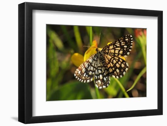 Latticed Heath, Chiasmia Clathrata, Flower, Yellow-Harald Kroiss-Framed Photographic Print