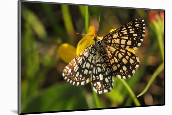 Latticed Heath, Chiasmia Clathrata, Flower, Yellow-Harald Kroiss-Mounted Photographic Print