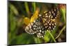 Latticed Heath, Chiasmia Clathrata, Flower, Yellow-Harald Kroiss-Mounted Photographic Print