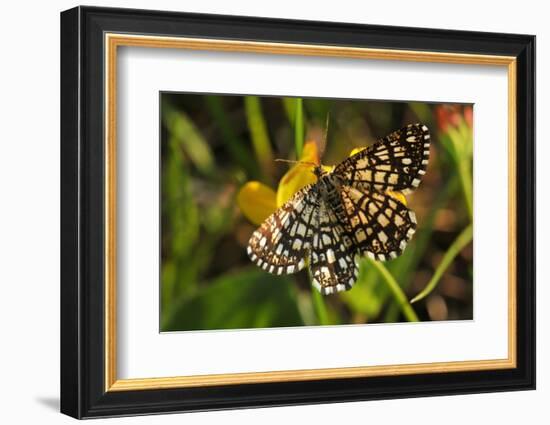 Latticed Heath, Chiasmia Clathrata, Flower, Yellow-Harald Kroiss-Framed Photographic Print