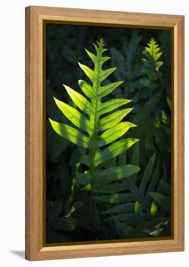 Laua'e fern, introduced to Hawaii, Aneho omalu Bay, Waikoloa Beach trail, Big Island, Hawaii-Maresa Pryor-Framed Premier Image Canvas