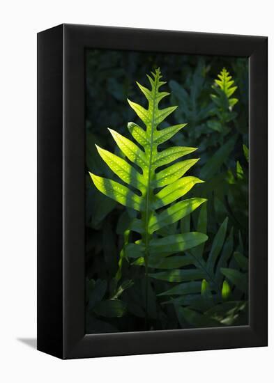 Laua'e fern, introduced to Hawaii, Aneho omalu Bay, Waikoloa Beach trail, Big Island, Hawaii-Maresa Pryor-Framed Premier Image Canvas