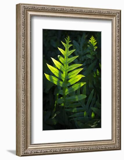 Laua'e fern, introduced to Hawaii, Aneho omalu Bay, Waikoloa Beach trail, Big Island, Hawaii-Maresa Pryor-Framed Photographic Print