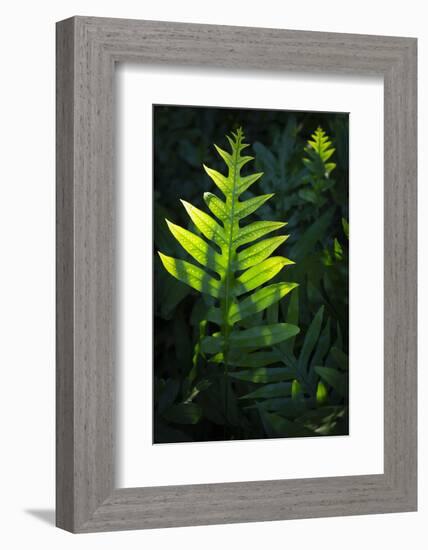 Laua'e fern, introduced to Hawaii, Aneho omalu Bay, Waikoloa Beach trail, Big Island, Hawaii-Maresa Pryor-Framed Photographic Print