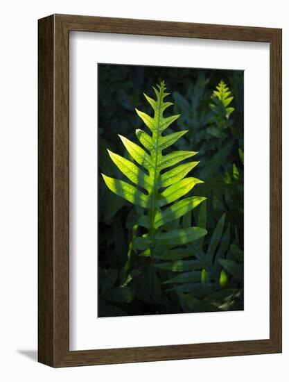 Laua'e fern, introduced to Hawaii, Aneho omalu Bay, Waikoloa Beach trail, Big Island, Hawaii-Maresa Pryor-Framed Photographic Print