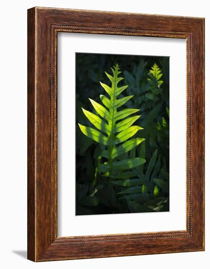 Laua'e fern, introduced to Hawaii, Aneho omalu Bay, Waikoloa Beach trail, Big Island, Hawaii-Maresa Pryor-Framed Photographic Print