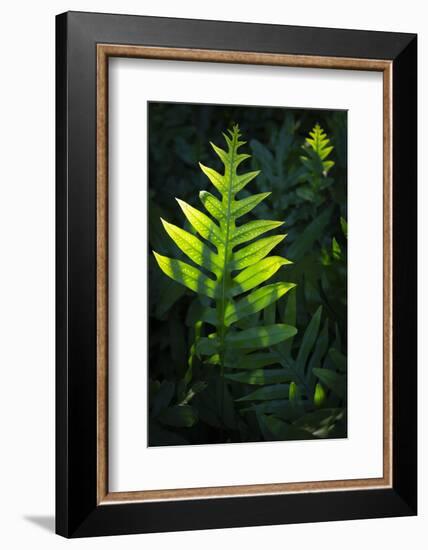 Laua'e fern, introduced to Hawaii, Aneho omalu Bay, Waikoloa Beach trail, Big Island, Hawaii-Maresa Pryor-Framed Photographic Print