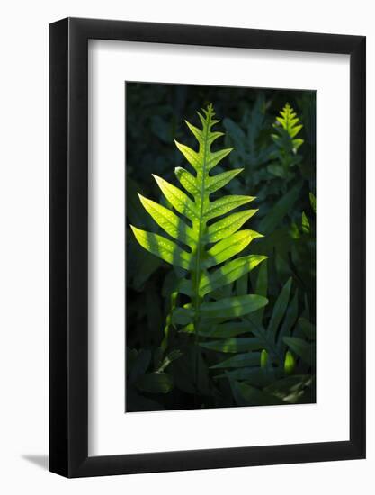 Laua'e fern, introduced to Hawaii, Aneho omalu Bay, Waikoloa Beach trail, Big Island, Hawaii-Maresa Pryor-Framed Photographic Print